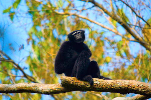 photo of a Hoolock Gibbon